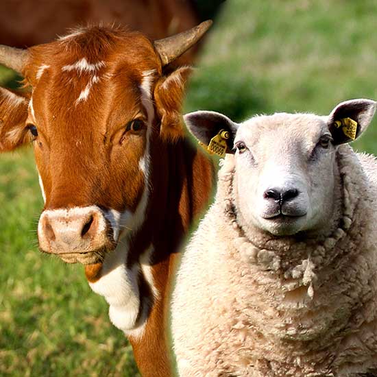 Remplacer la tondeuse par un mouton